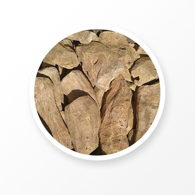 Rhubarb root without peel 1