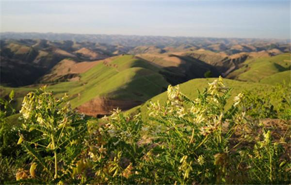 organic astragalus extract buy -NATURECHOICE