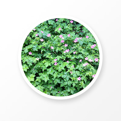 Geranium Wilfordii Maxim extract 
