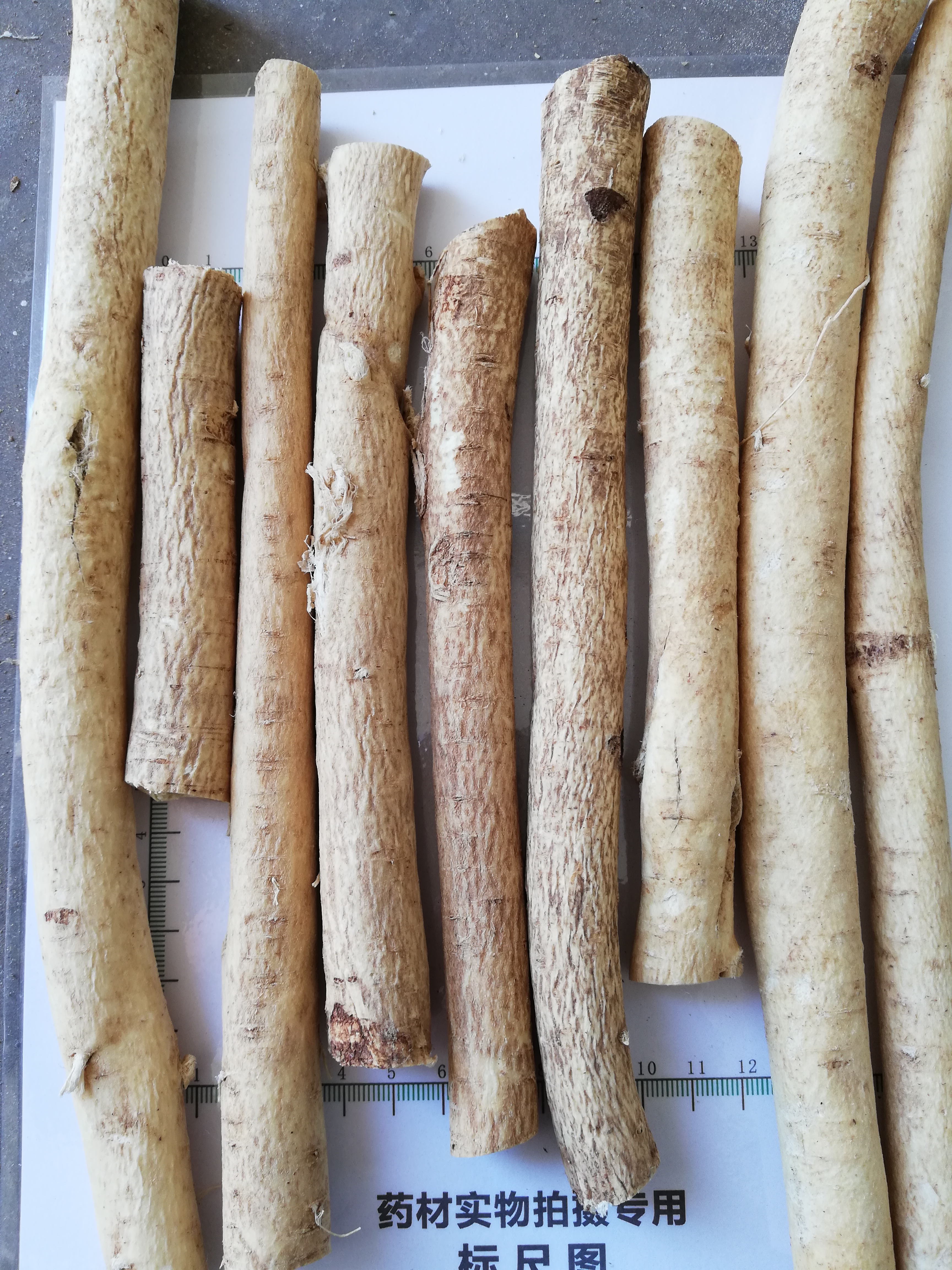 Astragalus root -NatureChoice