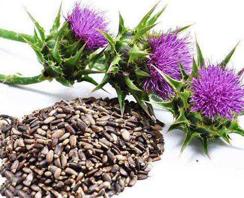 Silybum Marianum Seed