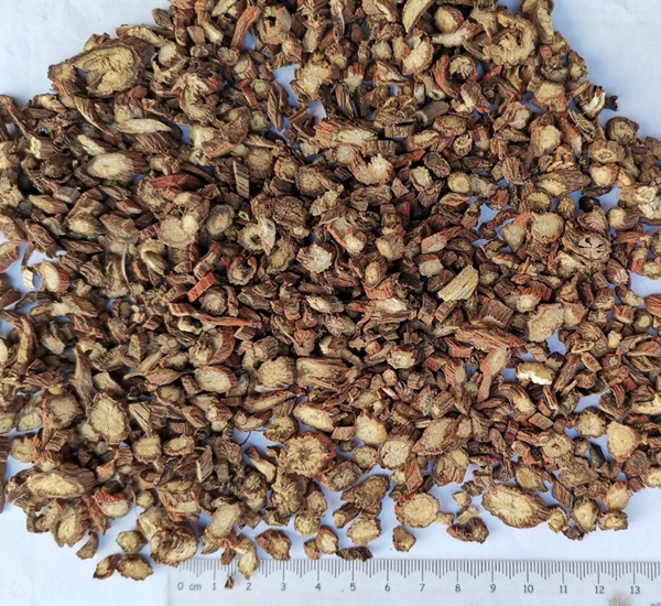 Salvia Miltiorrhiza Root Powder