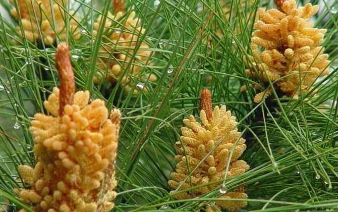 Pine Pollen 