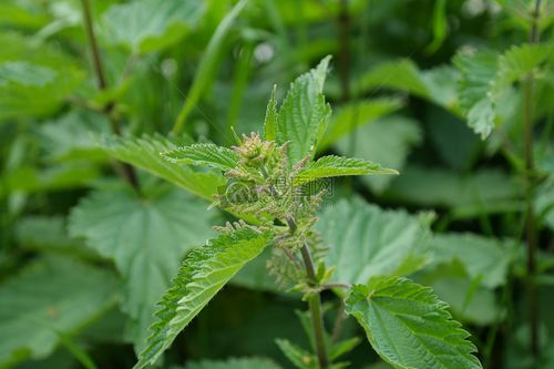 Organic Nettle Leaf Extract