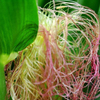 Corn Silk 