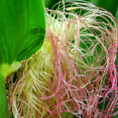 Corn Silk 