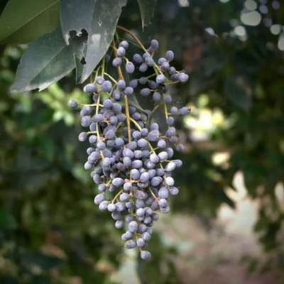 Fresh Fructus Ligustri Lucidi -NatureChoice