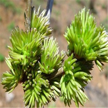 Eucommia ulmoides supplier -NATURECHOICE